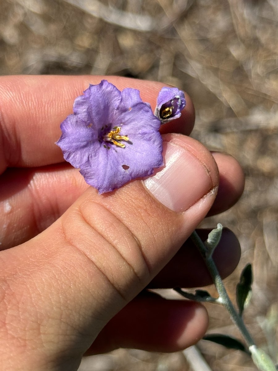 Solanum umbelliferum