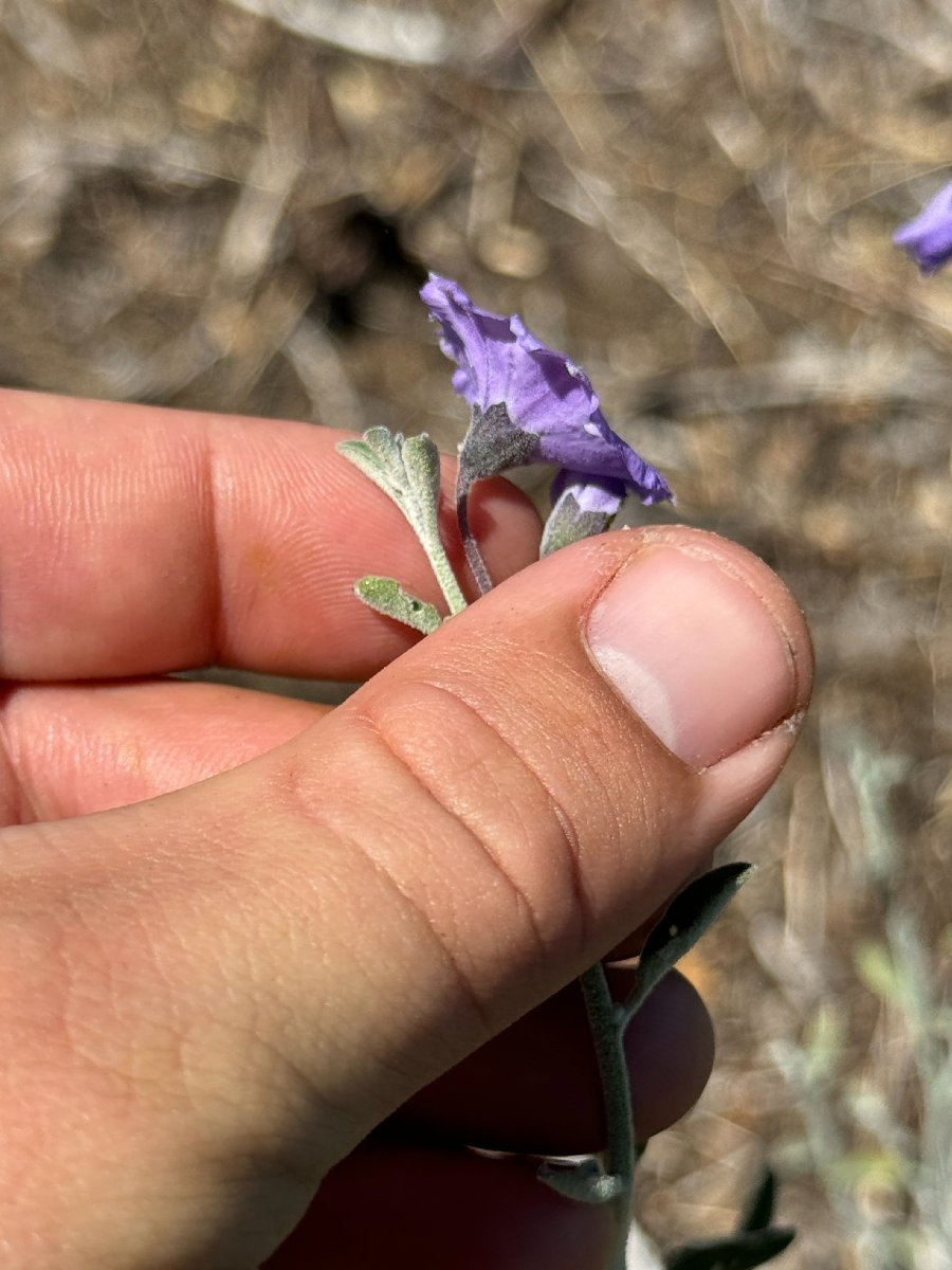 Solanum umbelliferum