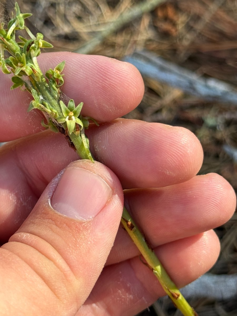 Piperia leptopetala