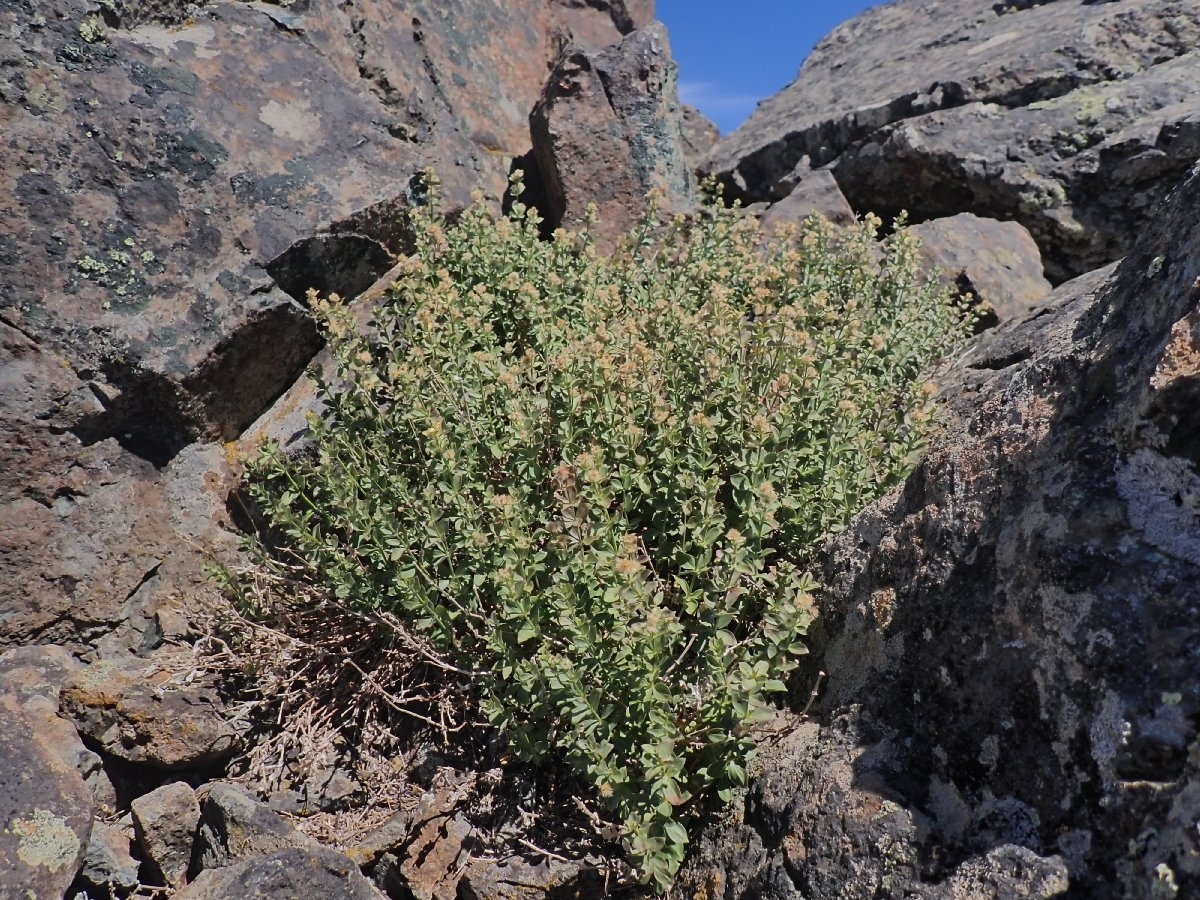 Galium serpenticum ssp. scotticum