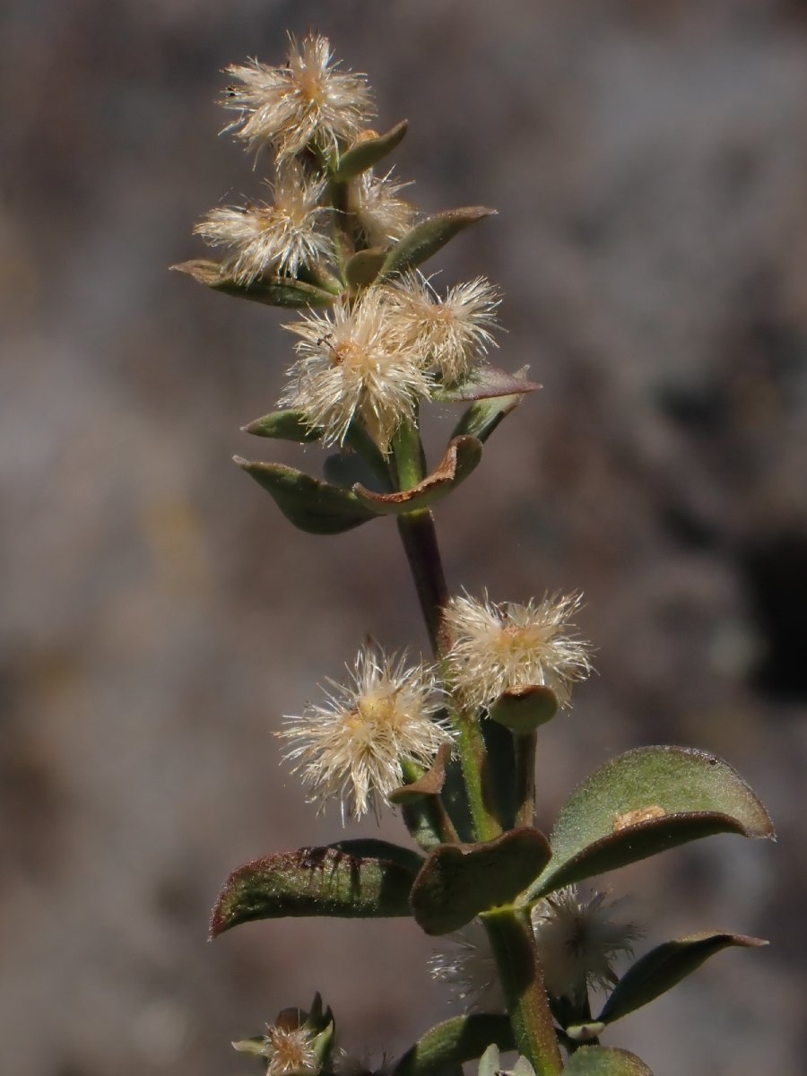 Galium serpenticum ssp. scotticum