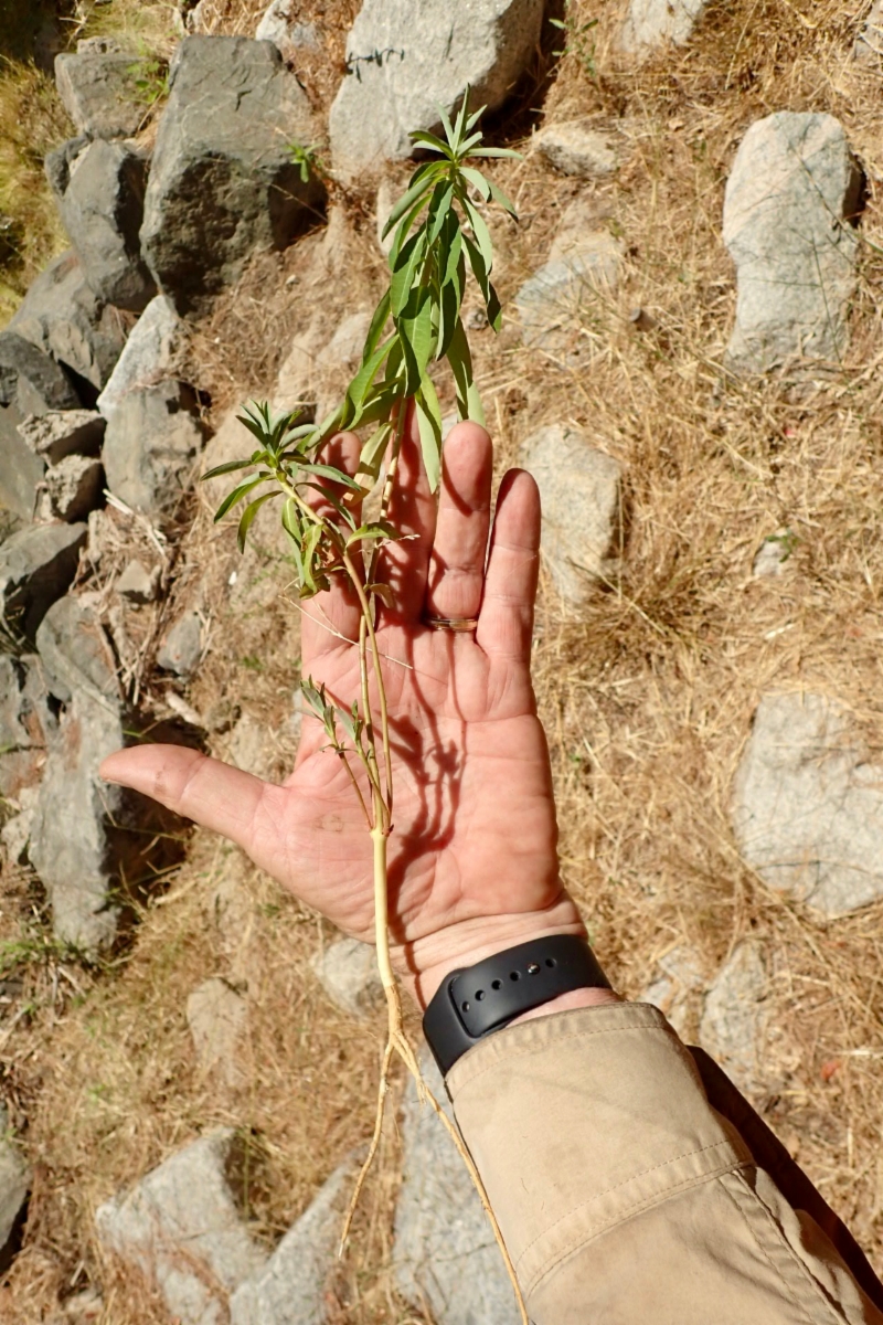 Euphorbia terracina