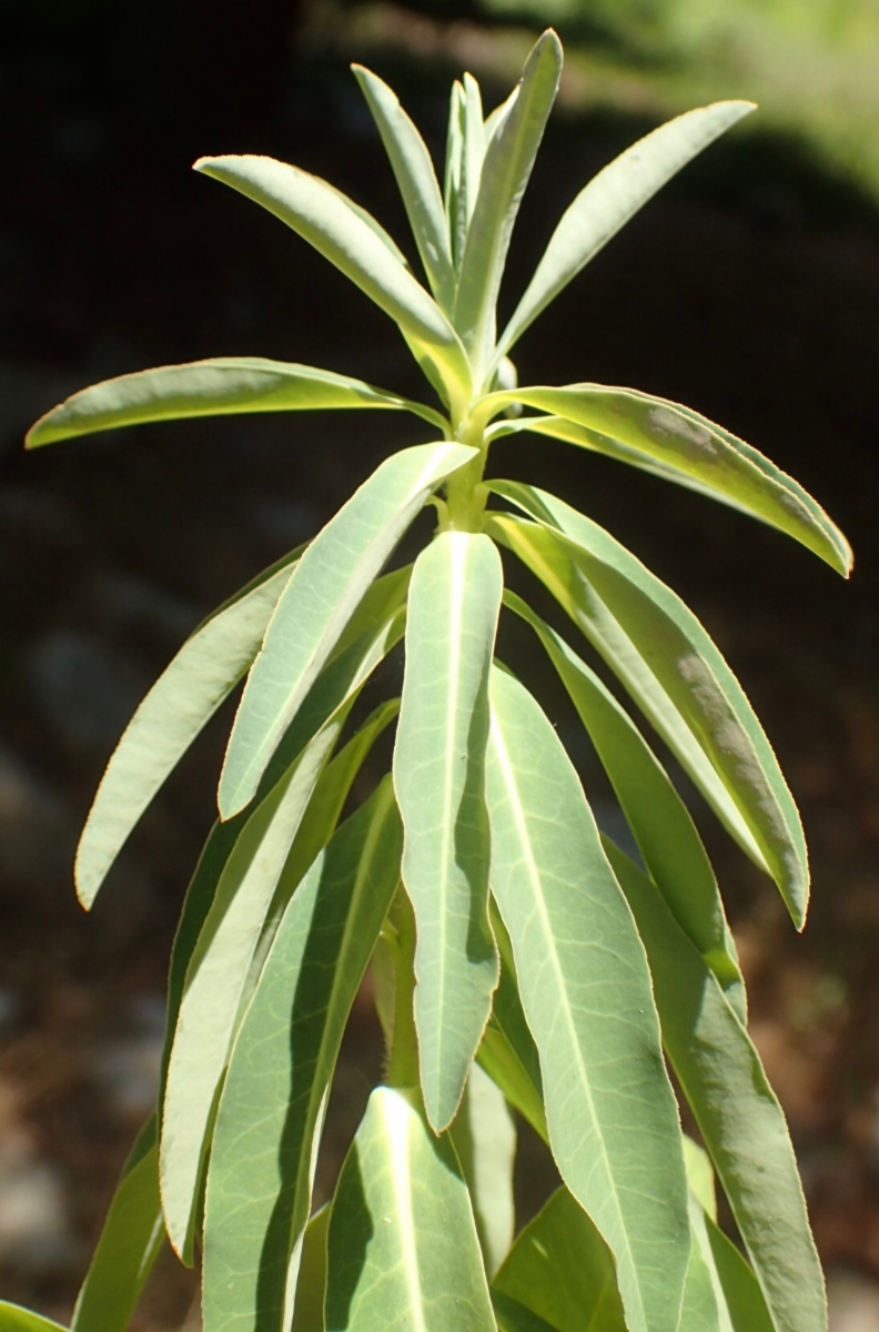 Euphorbia terracina