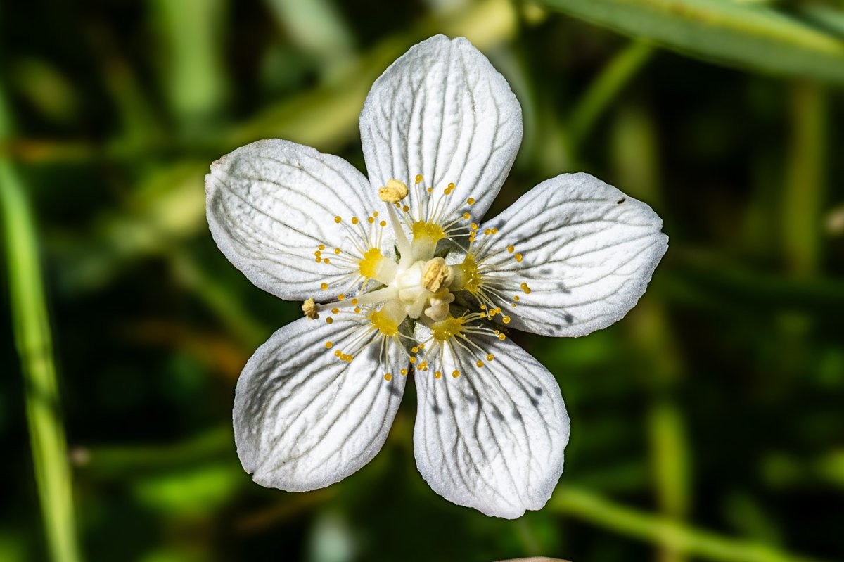 Parnassia palustris