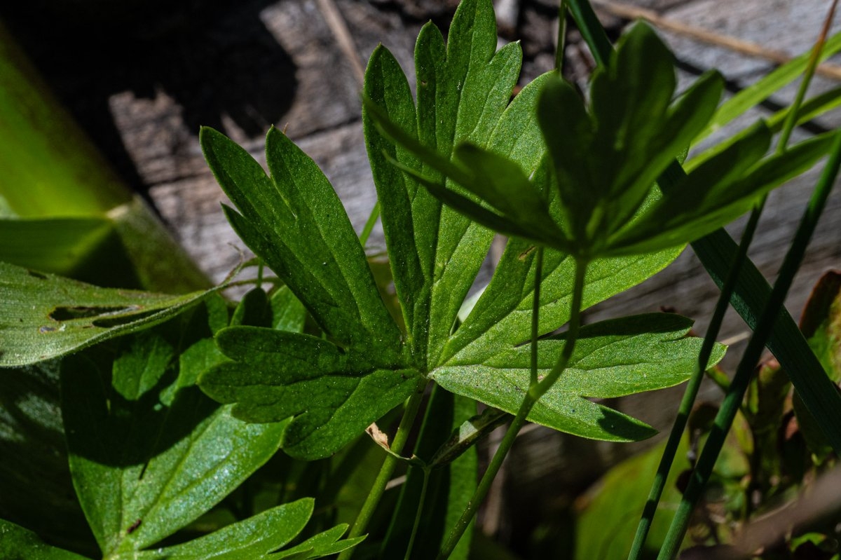 Aconitum columbianum ssp. columbianum