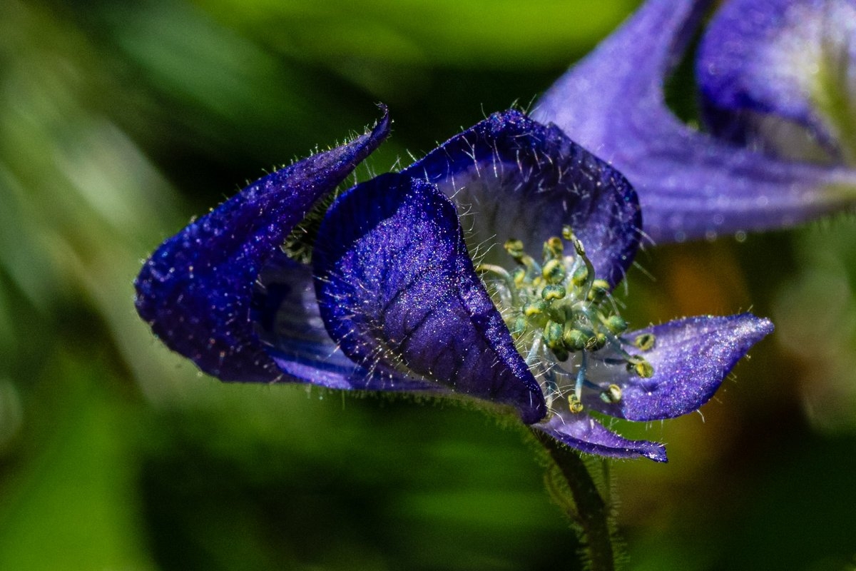 Aconitum columbianum ssp. columbianum