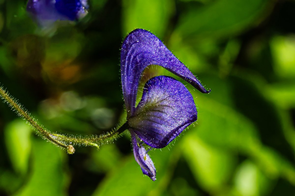 Aconitum columbianum ssp. columbianum