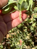 Arctostaphylos canescens