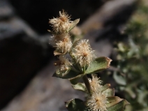 Galium serpenticum ssp. scotticum