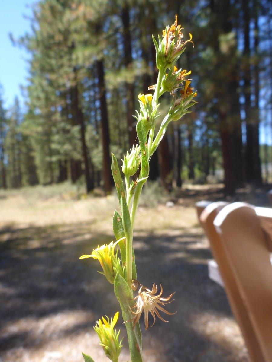 Pyrrocoma lucida