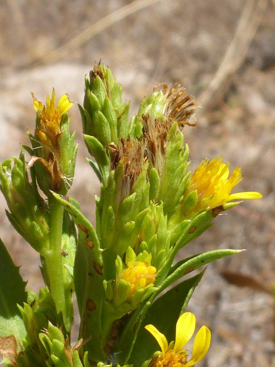 Pyrrocoma lucida