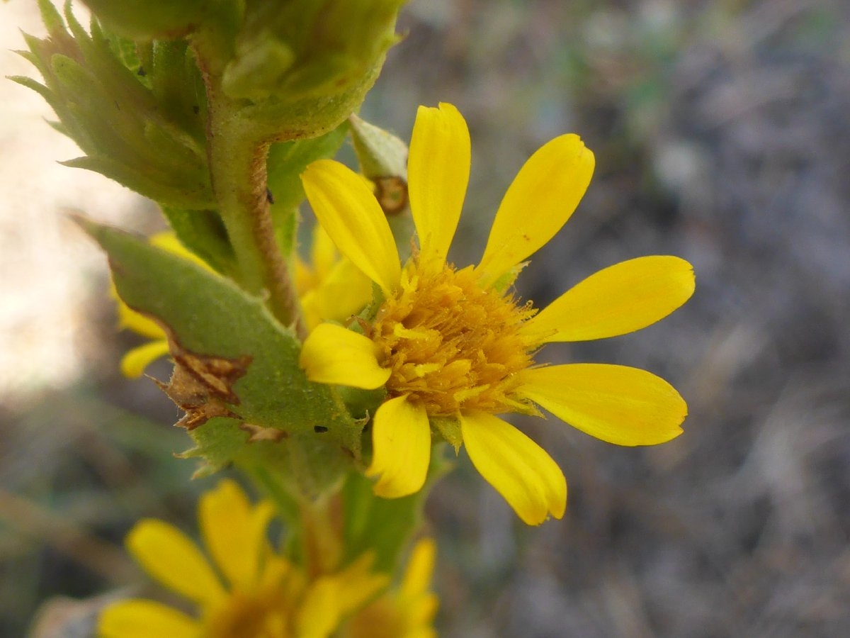 Pyrrocoma lucida