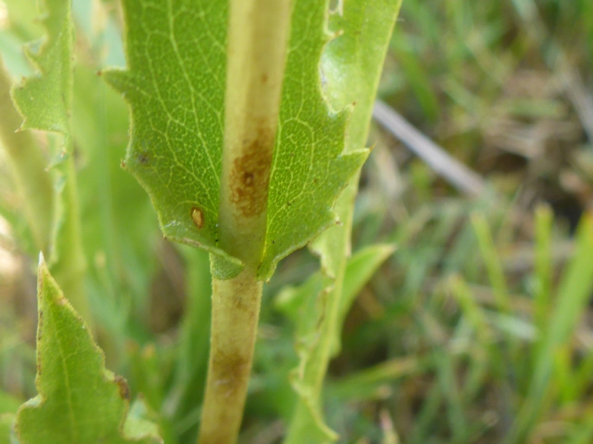 Pyrrocoma lucida