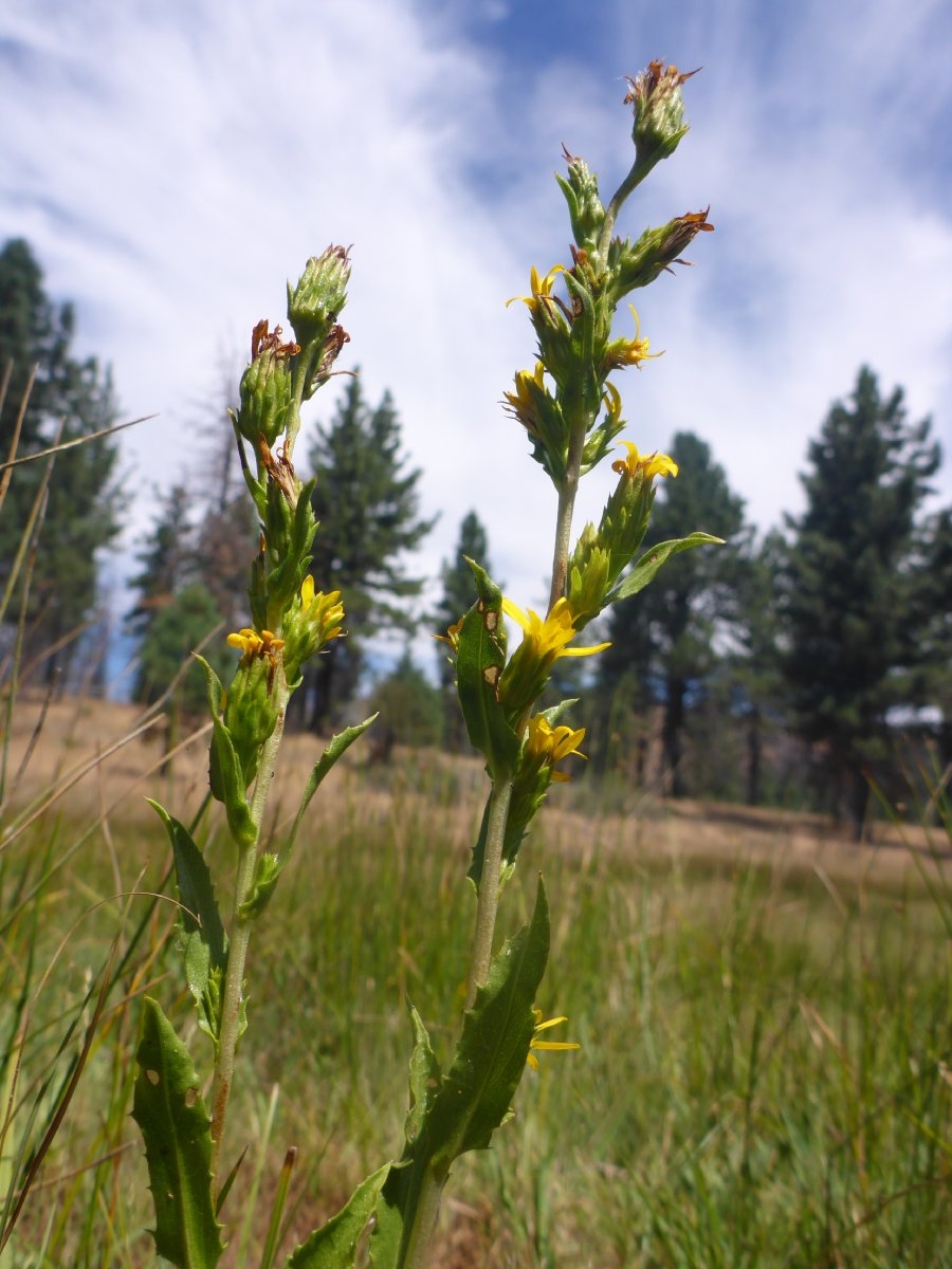 Pyrrocoma lucida