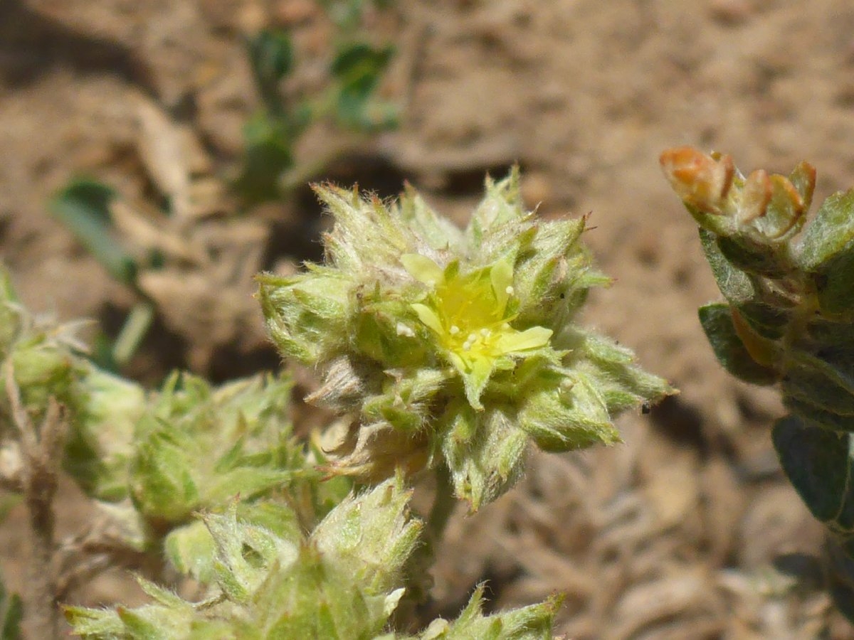 Ivesia aperta var. aperta