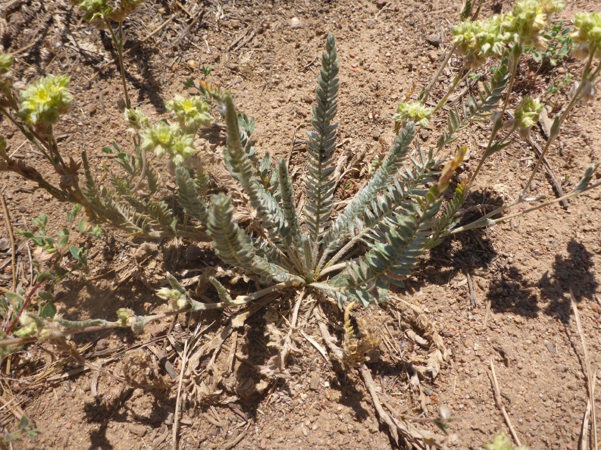 Ivesia aperta var. aperta