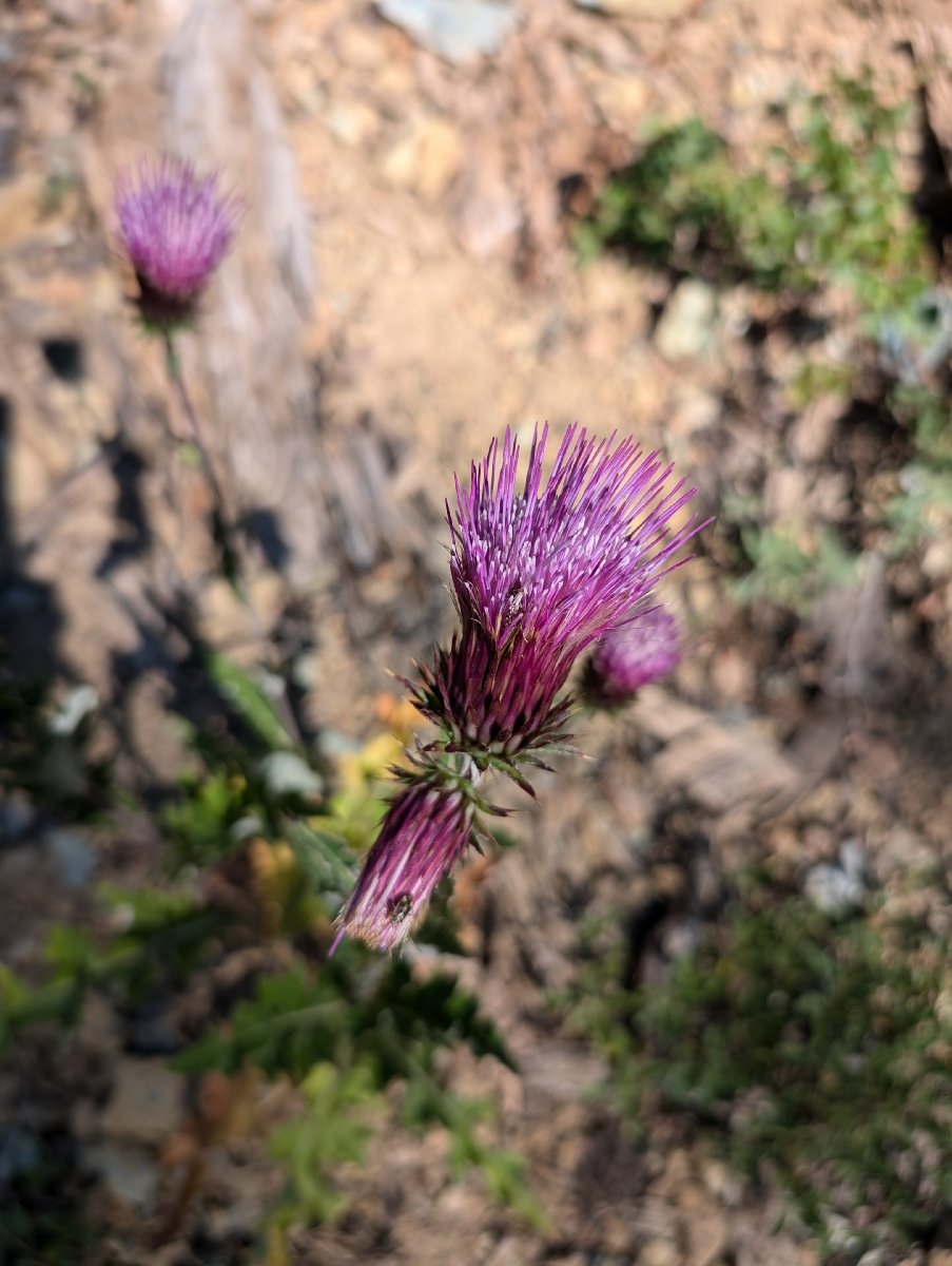 Cirsium andersonii