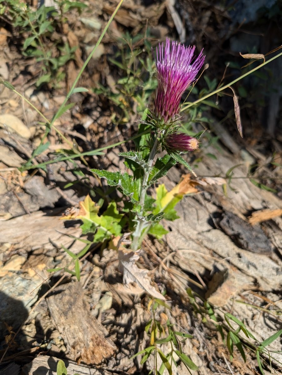 Cirsium andersonii