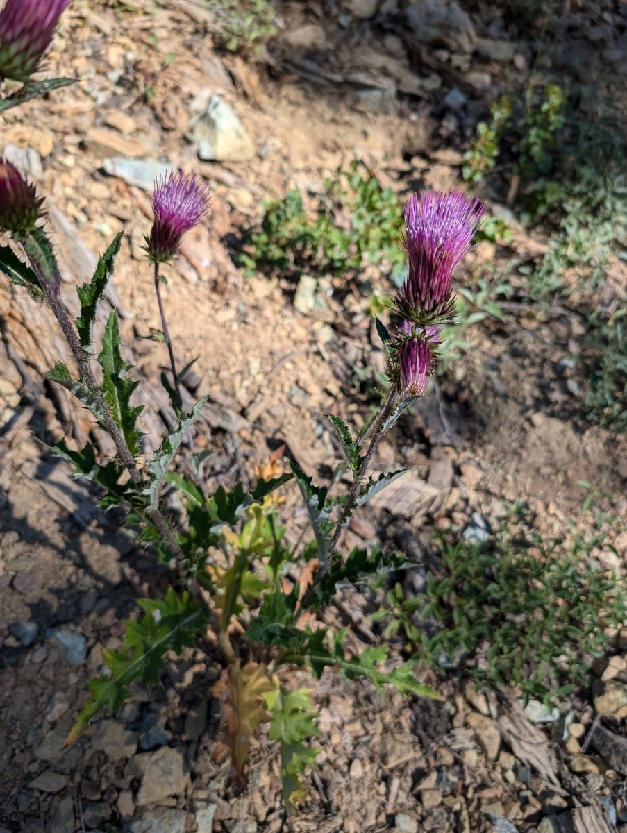 Cirsium andersonii