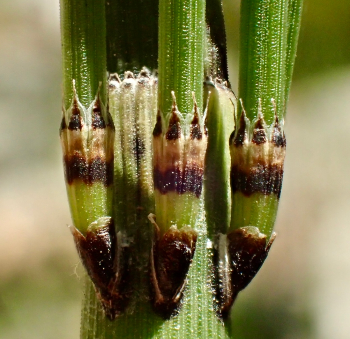 Equisetum Xferrissii