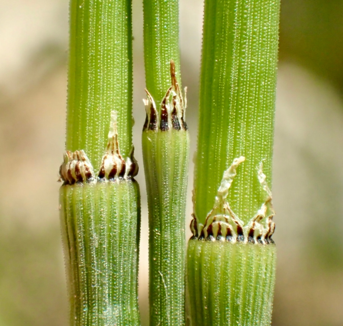 Equisetum Xferrissii