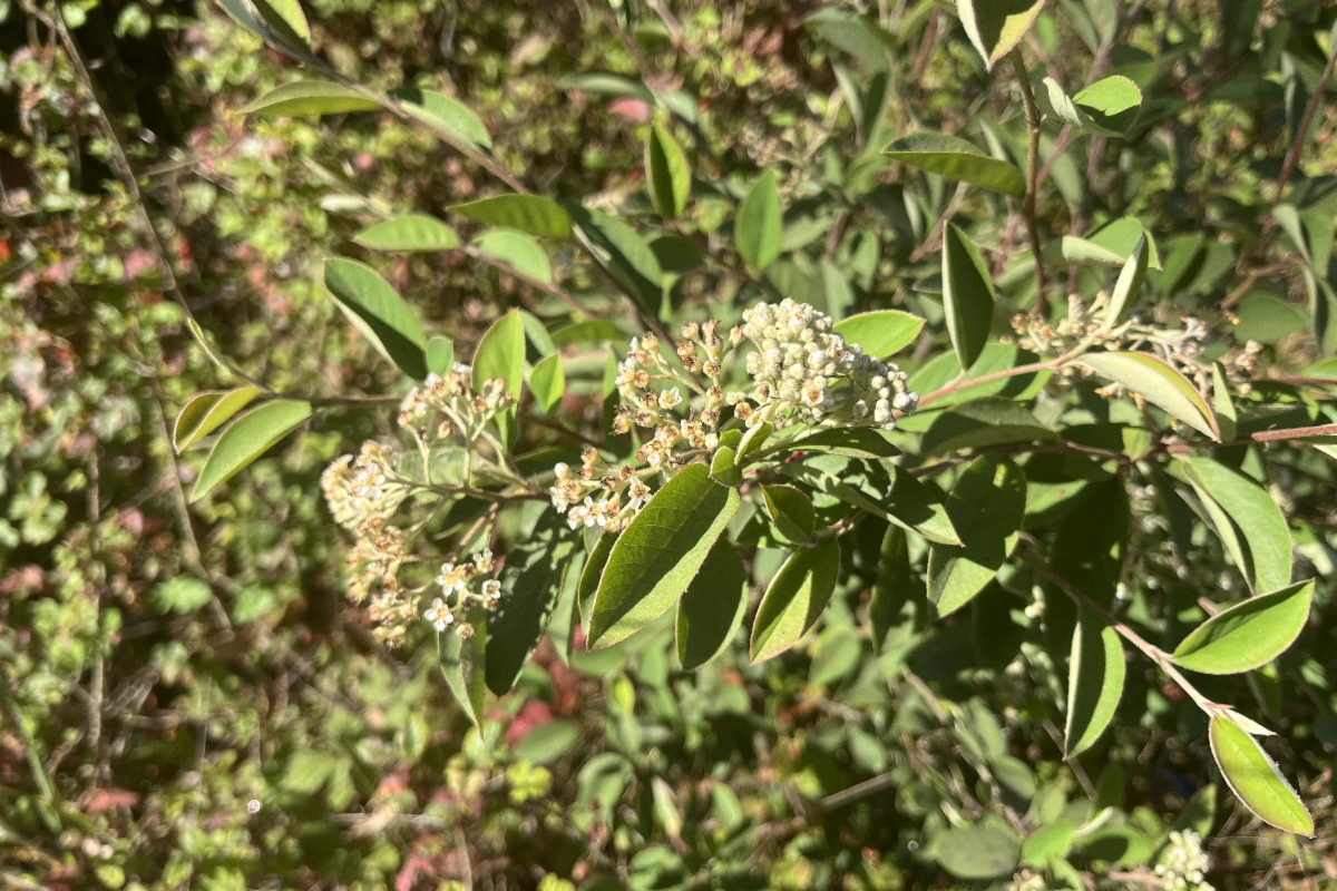 Cotoneaster pannosus