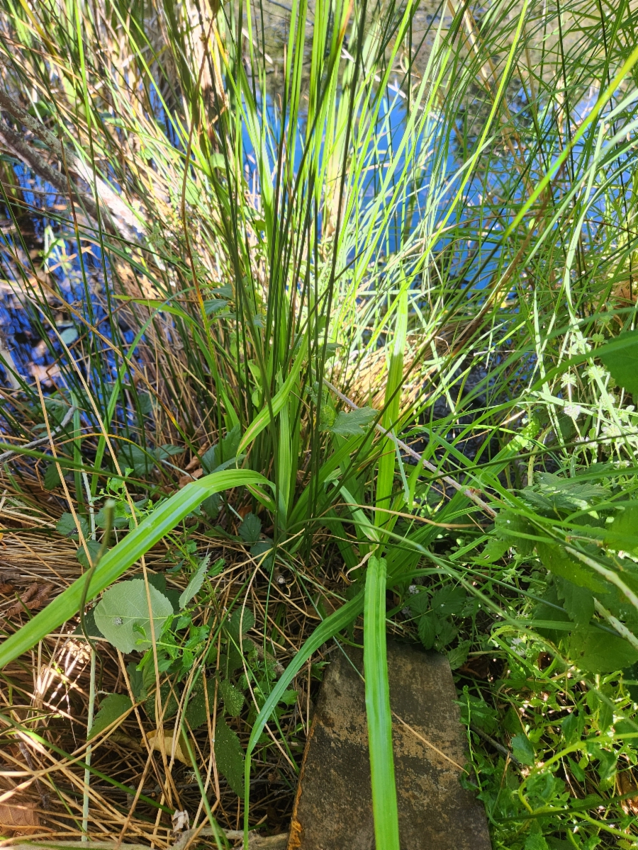 Carex pendula