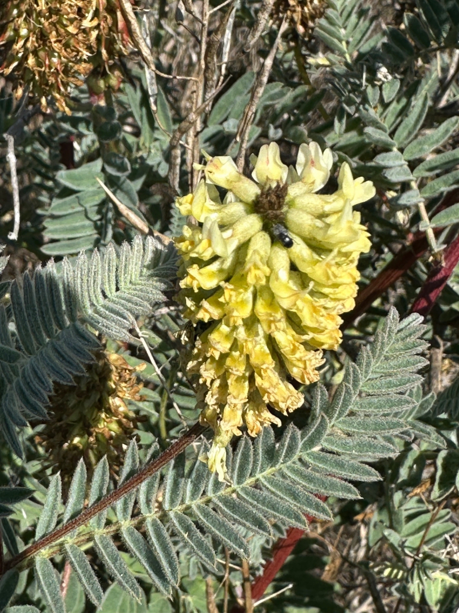 Astragalus pycnostachyus var. pycnostachyus