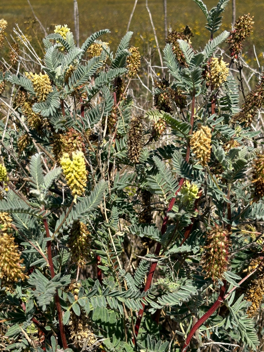 Astragalus pycnostachyus var. pycnostachyus