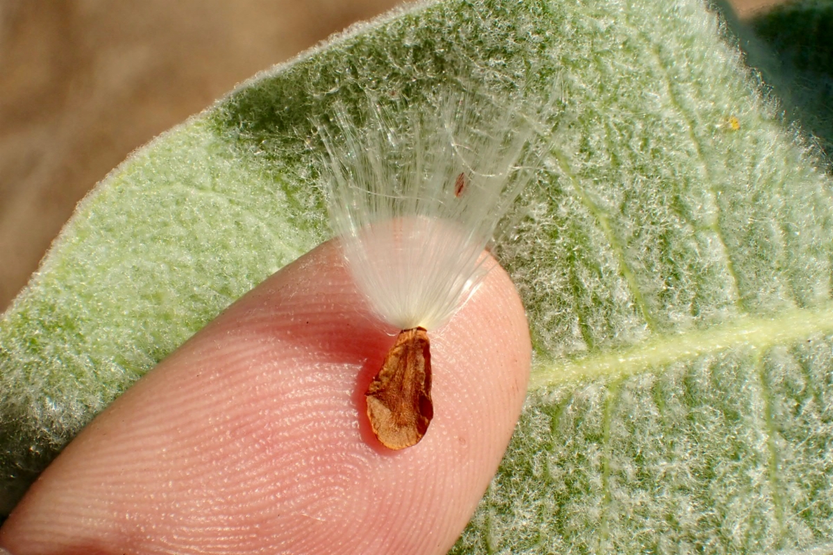 Asclepias eriocarpa