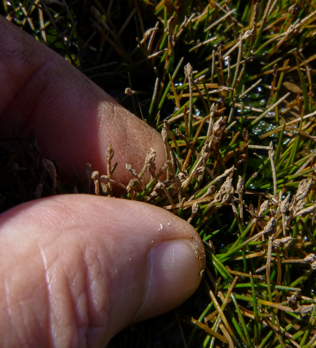 Eleocharis parvula