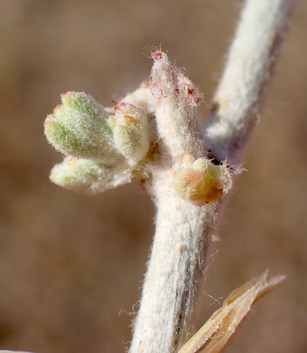 Eriogonum nudum var. regirivum