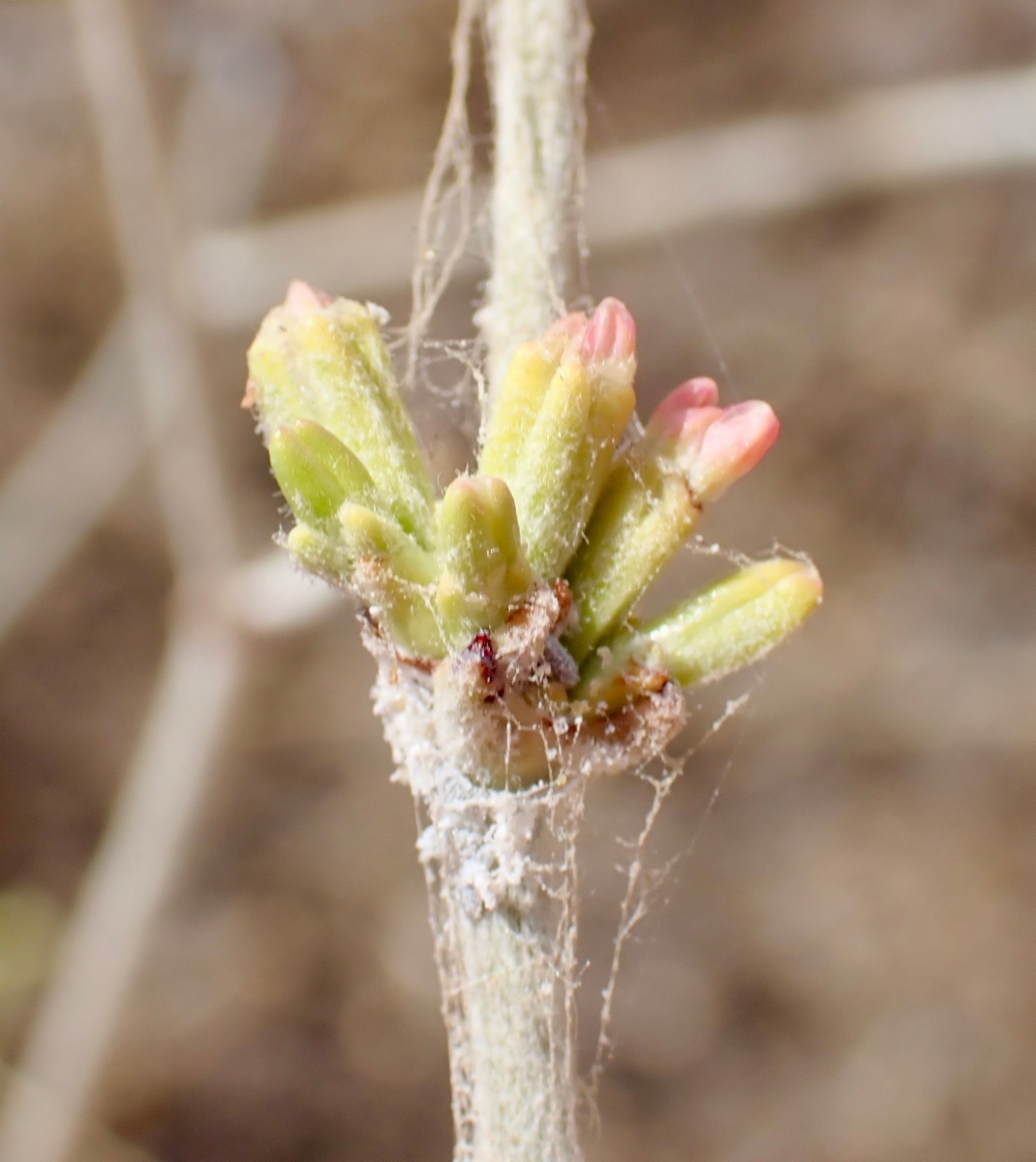 Eriogonum nudum var. regirivum