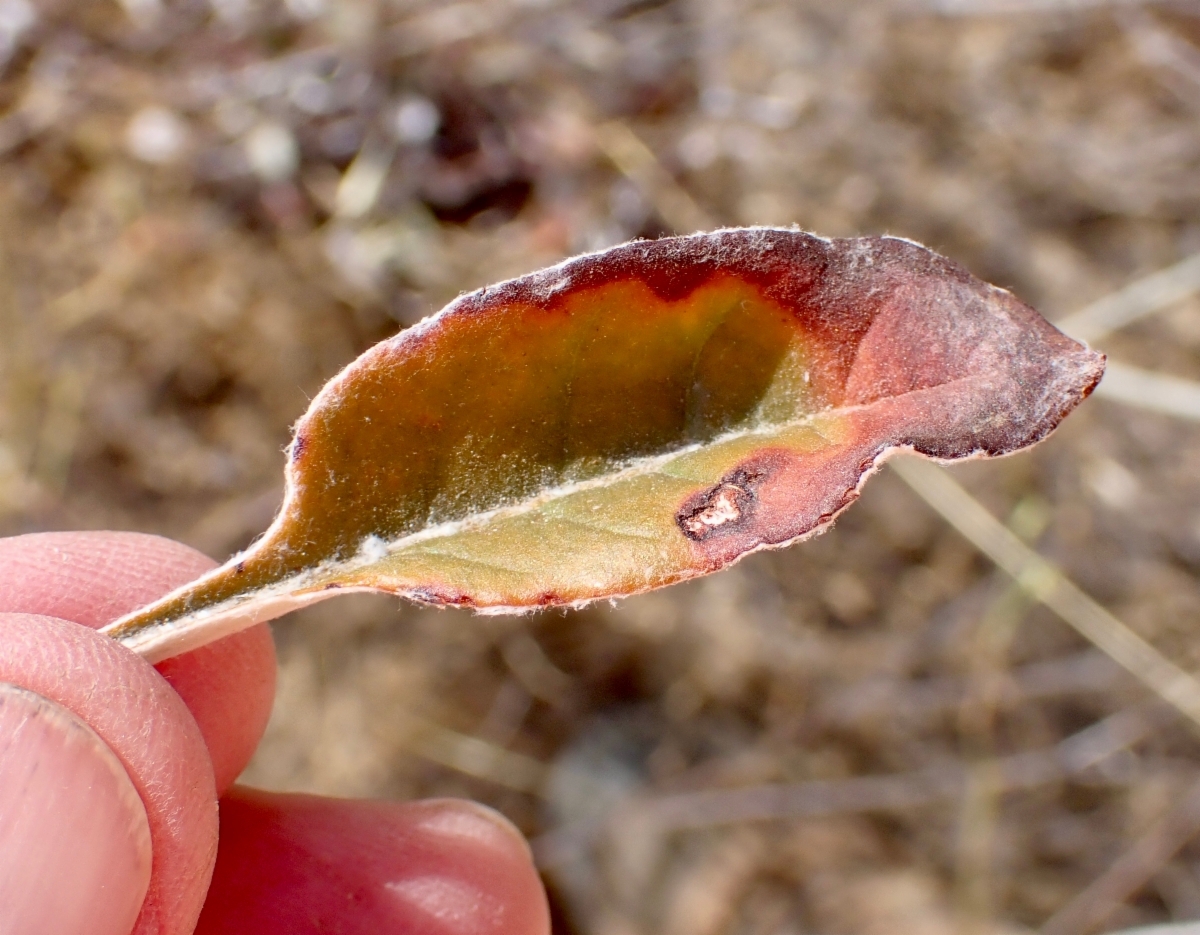 Eriogonum nudum var. regirivum