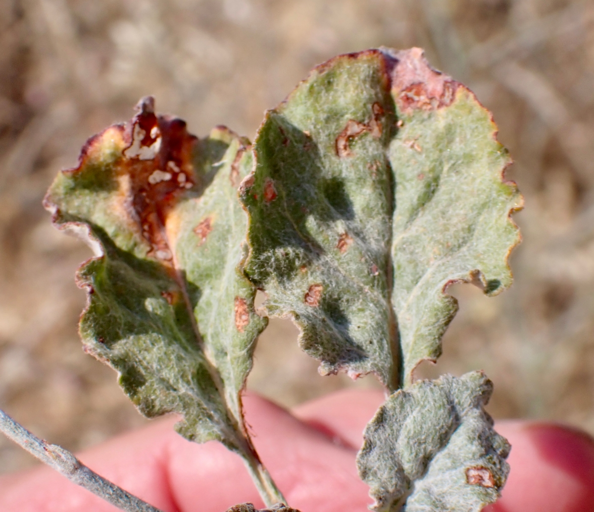 Eriogonum roseum