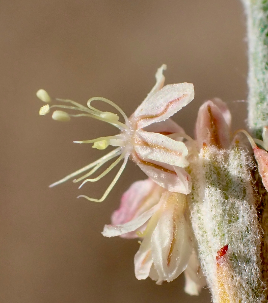 Eriogonum roseum