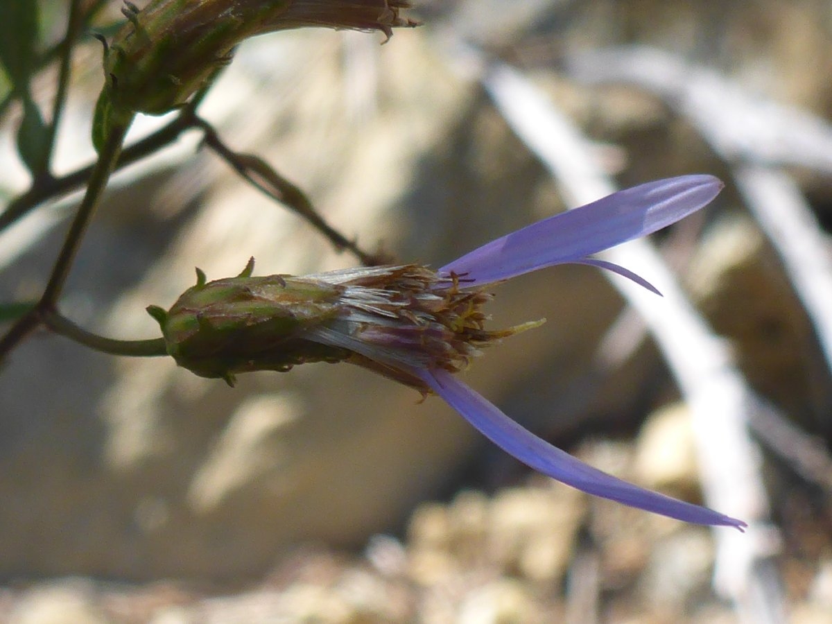 Doellingeria glabrata