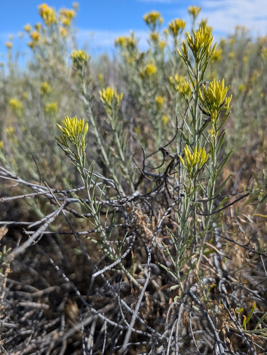 Ericameria nauseosa