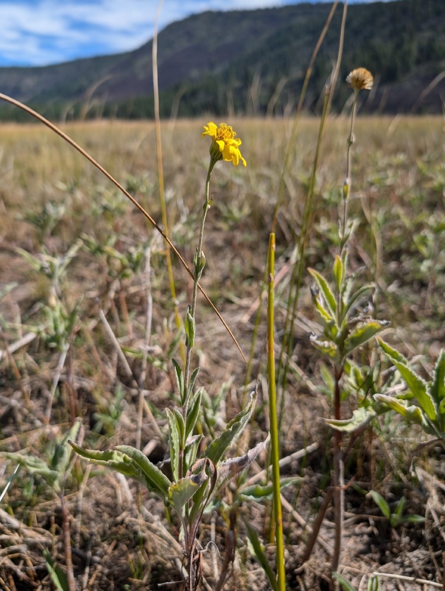 Arnica chamissonis