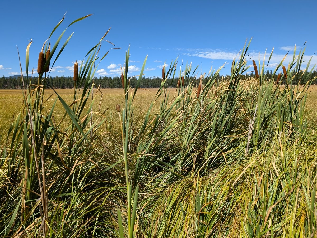 Typha latifolia