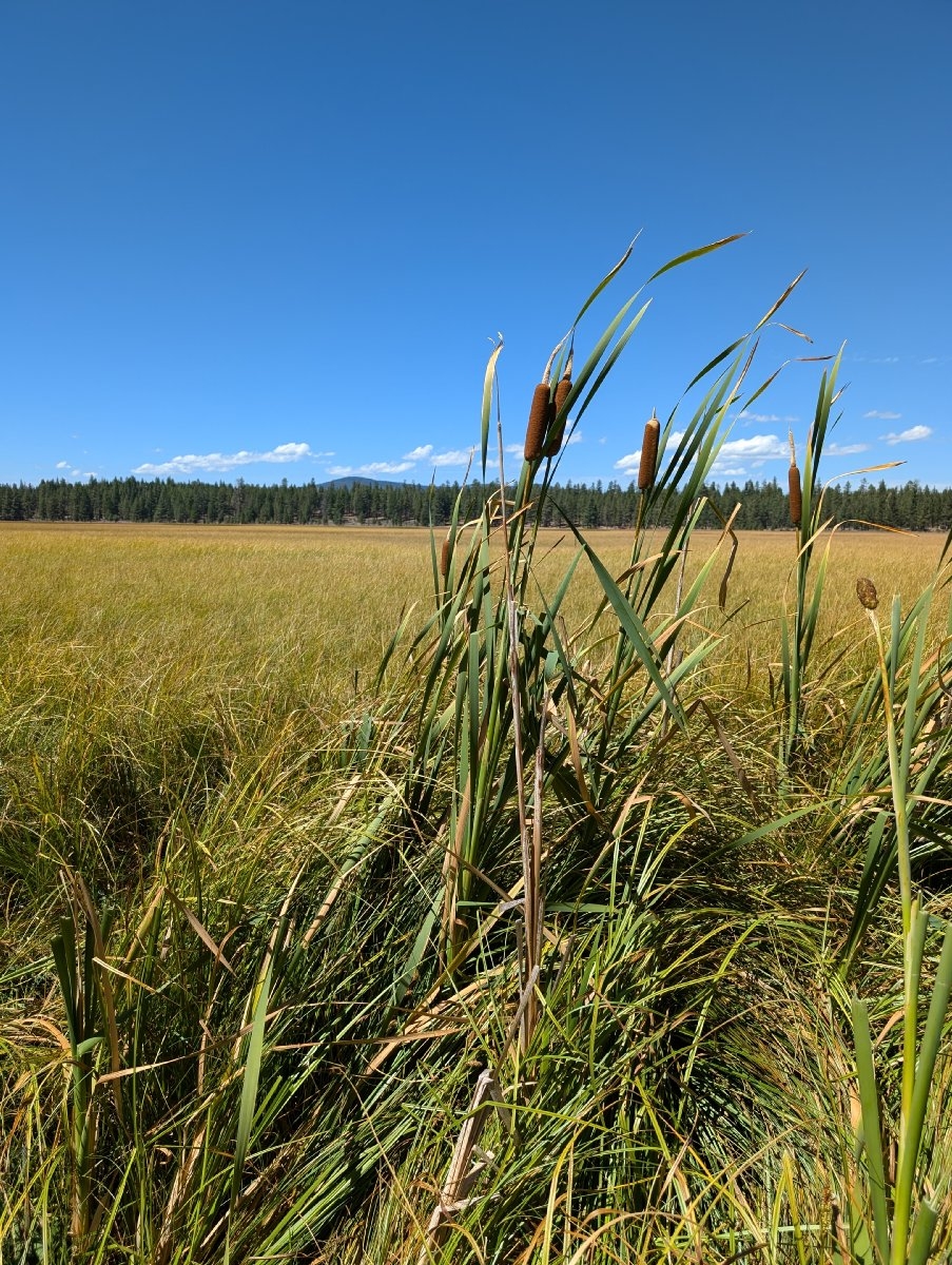 Typha latifolia