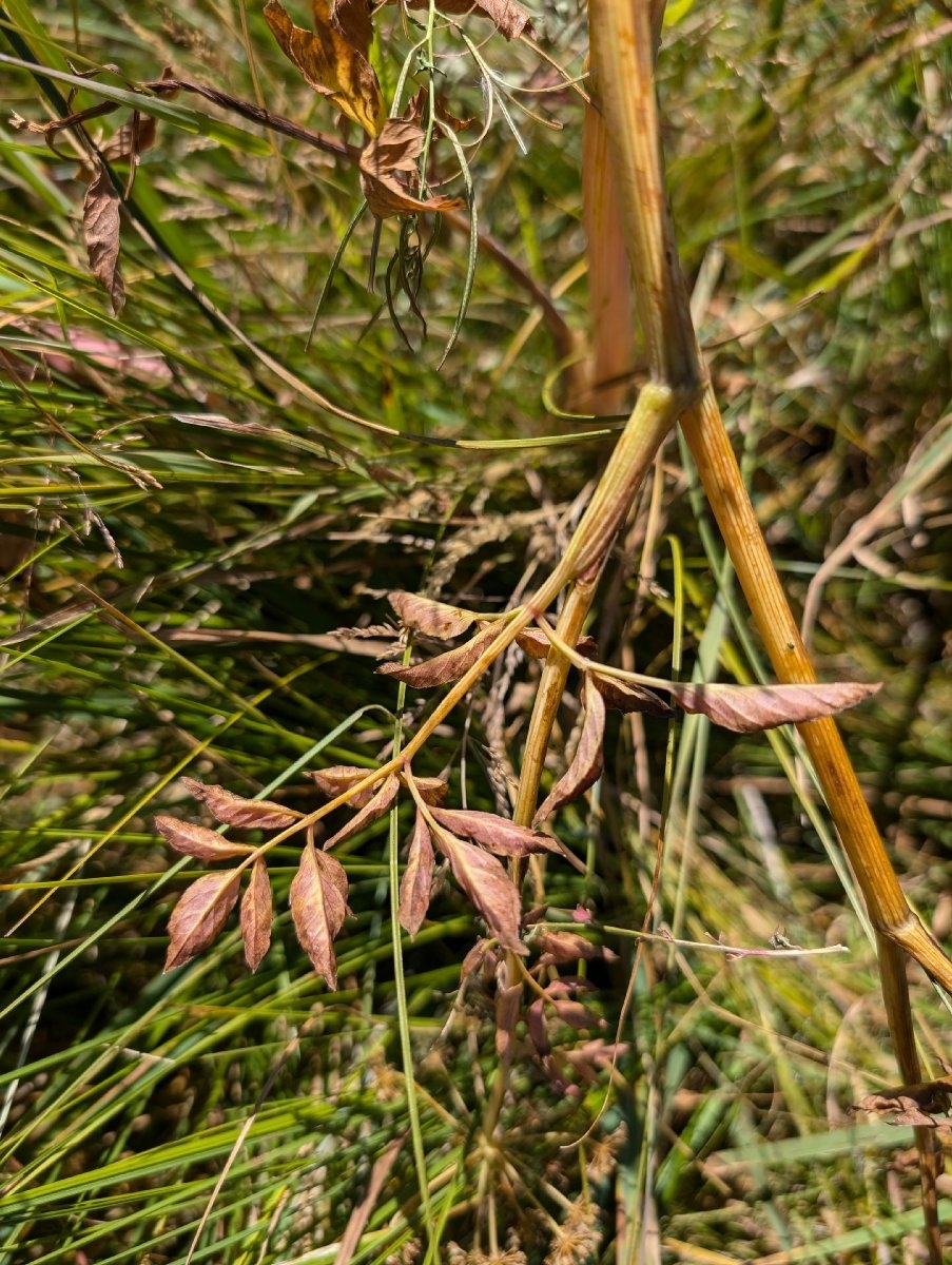 Cicuta douglasii