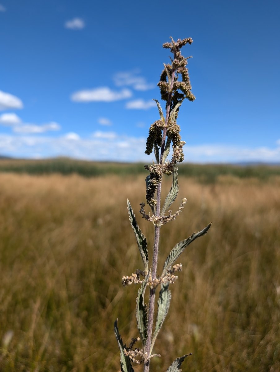 Urtica dioica ssp. holosericea