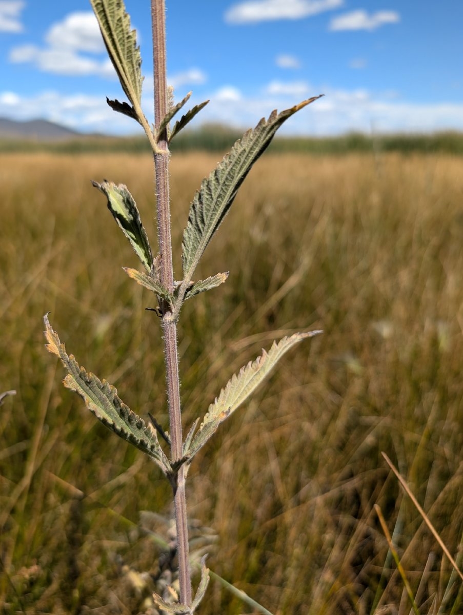 Urtica dioica ssp. holosericea