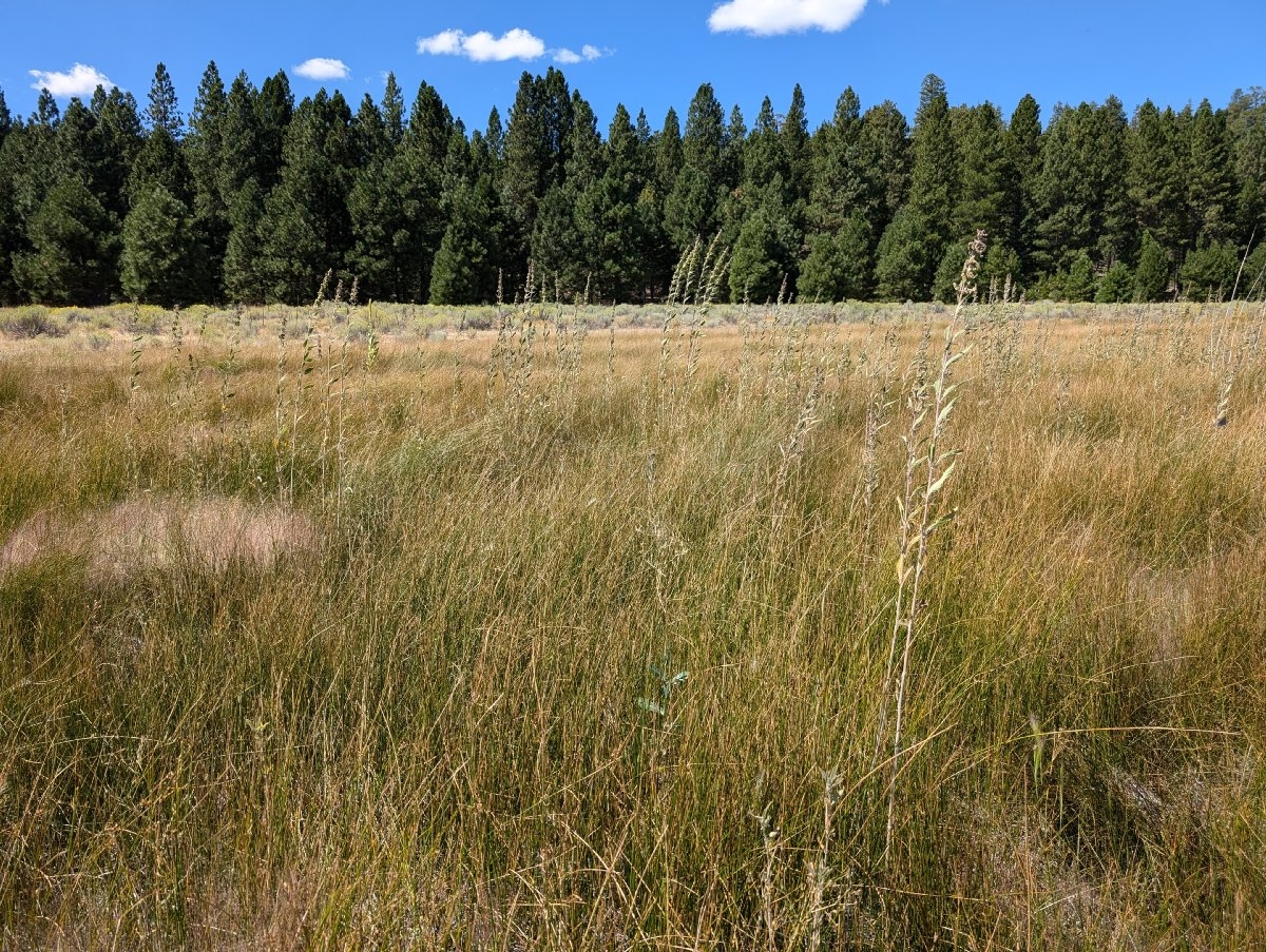 Urtica dioica ssp. holosericea