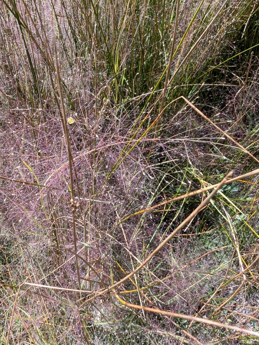 Muhlenbergia asperifolia