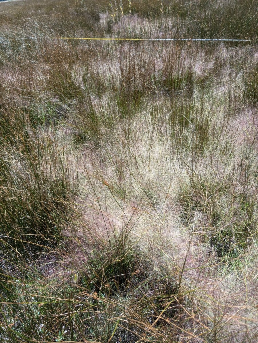 Muhlenbergia asperifolia