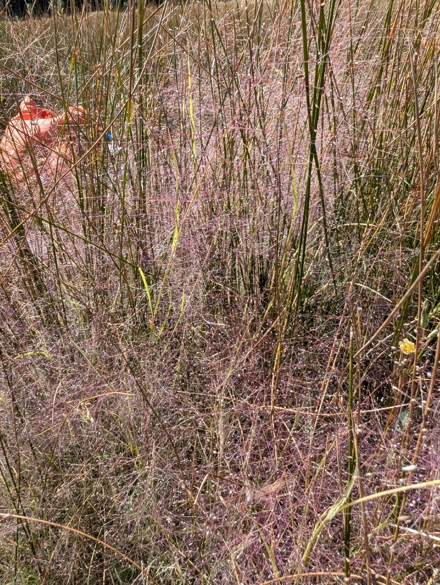 Muhlenbergia asperifolia