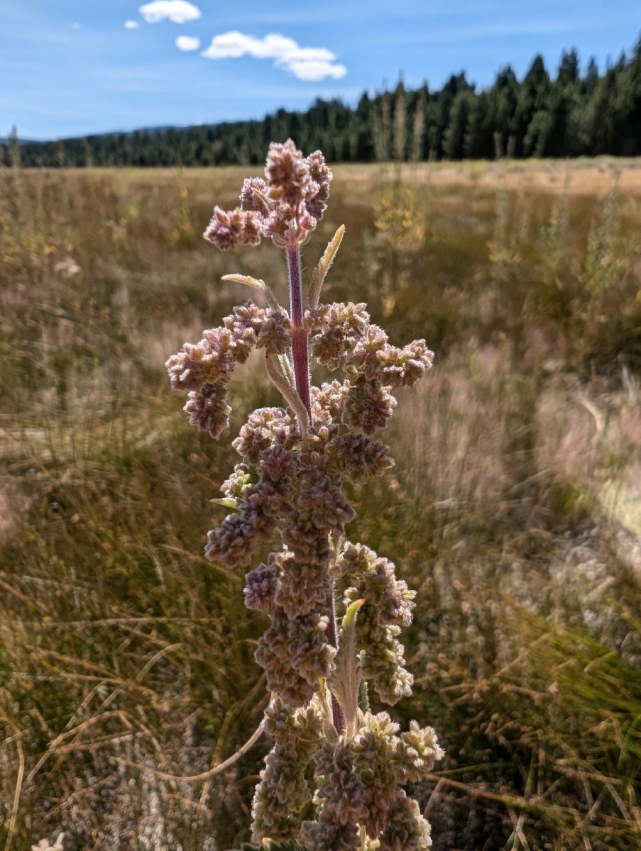 Urtica dioica ssp. holosericea