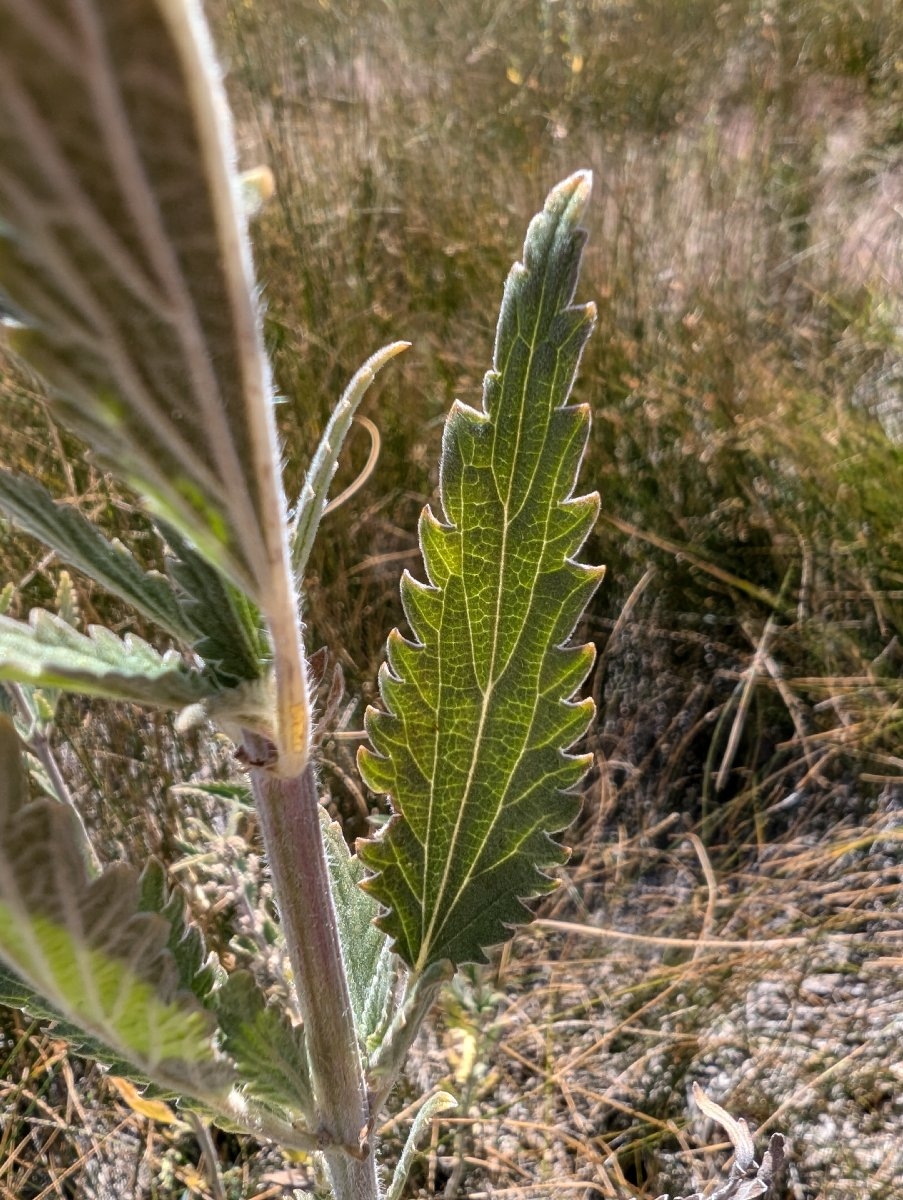 Urtica dioica ssp. holosericea